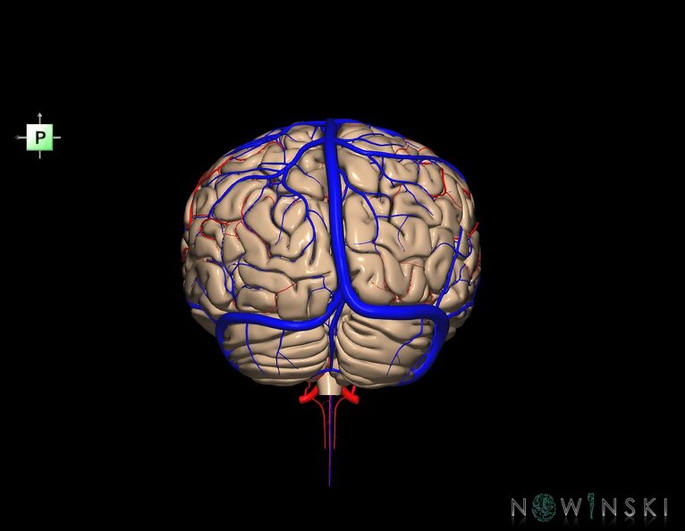 G3.T2.1-15.2-16.1.V3.C1.L0.Brain–Intracranial_arteries–Intracranial_venous_system.tiff