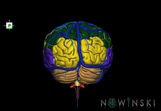 G3.T2.1-15.2-16.1.V3.C2.L0.Brain–Intracranial arteries–Intracranial venous system