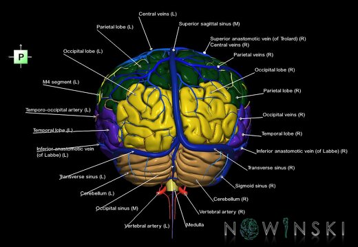 G3.T2.1-15.2-16.1.V3.C2.L1.Brain–Intracranial arteries–Intracranial venous system