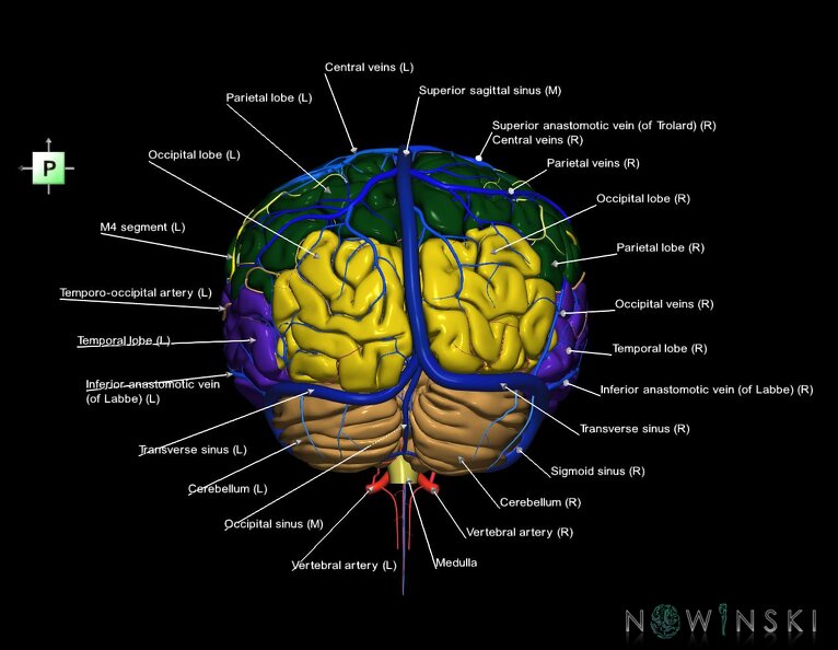 G3.T2.1-15.2-16.1.V3.C2.L1.Brain–Intracranial_arteries–Intracranial_venous_system.tiff