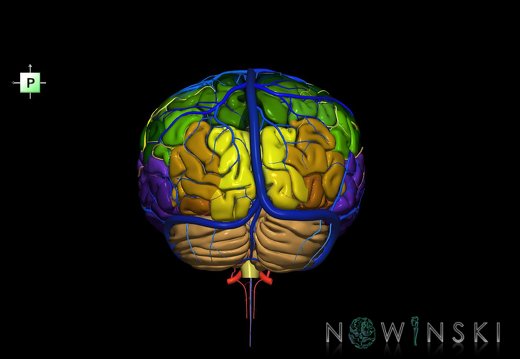 G3.T2.1-15.2-16.1.V3.C3-2-2.L0.Brain–Intracranial arteries–Intracranial venous system