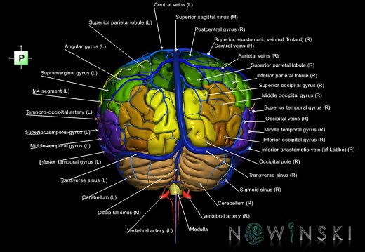 G3.T2.1-15.2-16.1.V3.C3-2-2.L1.Brain–Intracranial arteries–Intracranial venous system