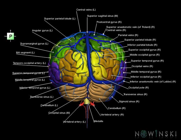 G3.T2.1-15.2-16.1.V3.C3-2-2.L1.Brain–Intracranial_arteries–Intracranial_venous_system.tiff