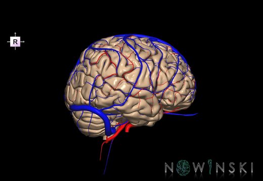 G3.T2.1-15.2-16.1.V4.C1.L0.Brain–Intracranial arteries–Intracranial venous system