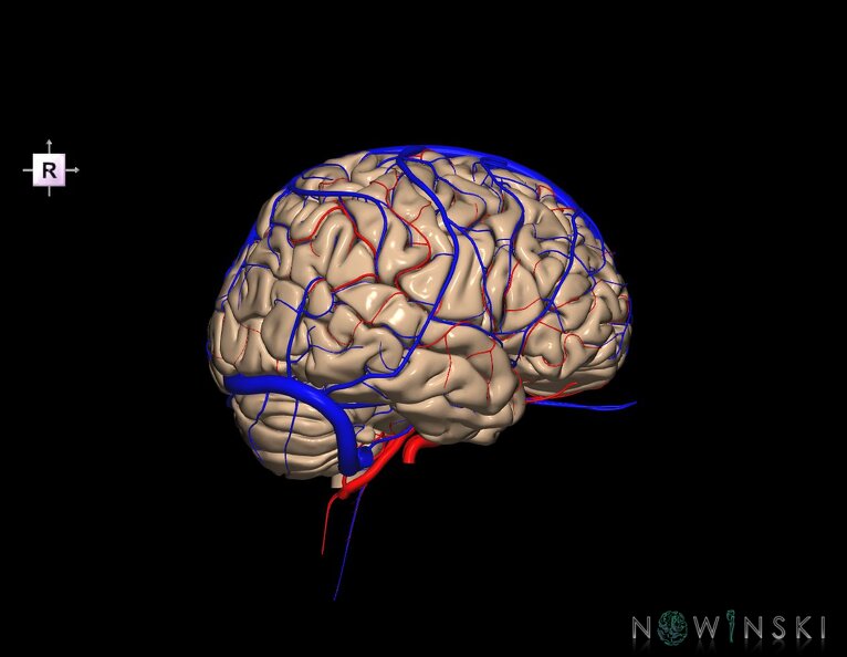 G3.T2.1-15.2-16.1.V4.C1.L0.Brain–Intracranial_arteries–Intracranial_venous_system.tiff