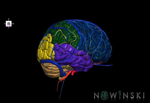 G3.T2.1-15.2-16.1.V4.C2.L0.Brain–Intracranial arteries–Intracranial venous system