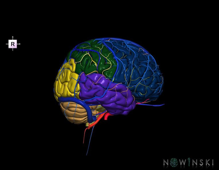 G3.T2.1-15.2-16.1.V4.C2.L0.Brain–Intracranial_arteries–Intracranial_venous_system.tiff
