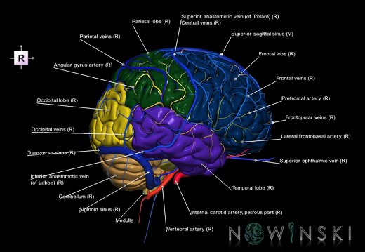 G3T2.1-15.2-16.1.Brain-IntracranialArteries-IntracranialVenousSystem