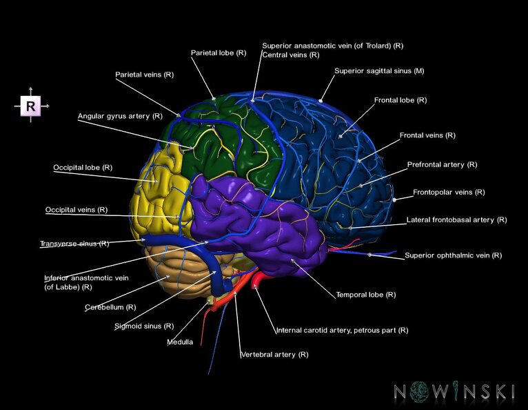G3.T2.1-15.2-16.1.V4.C2.L1.Brain–Intracranial_arteries–Intracranial_venous_system.tiff