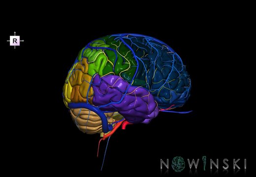 G3.T2.1-15.2-16.1.V4.C3-2-2.L0.Brain–Intracranial arteries–Intracranial venous system