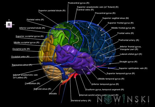 G3.T2.1-15.2-16.1.V4.C3-2-2.L1.Brain–Intracranial arteries–Intracranial venous system