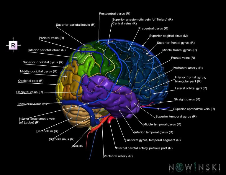 G3.T2.1-15.2-16.1.V4.C3-2-2.L1.Brain–Intracranial_arteries–Intracranial_venous_system.tiff