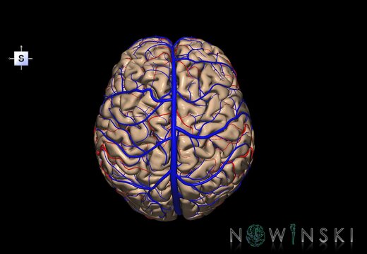 G3.T2.1-15.2-16.1.V5.C1.L0.Brain–Intracranial arteries–Intracranial venous system