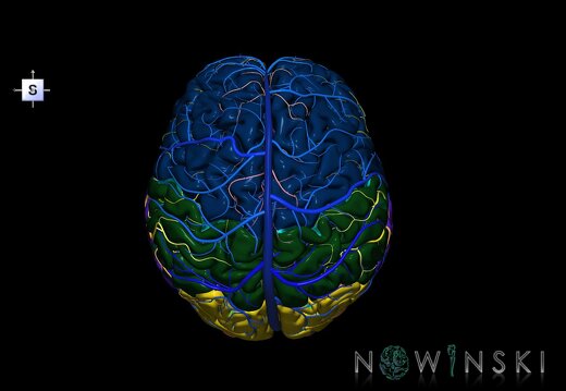 G3.T2.1-15.2-16.1.V5.C2.L0.Brain–Intracranial arteries–Intracranial venous system