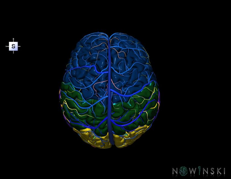 G3.T2.1-15.2-16.1.V5.C2.L0.Brain–Intracranial_arteries–Intracranial_venous_system.tiff