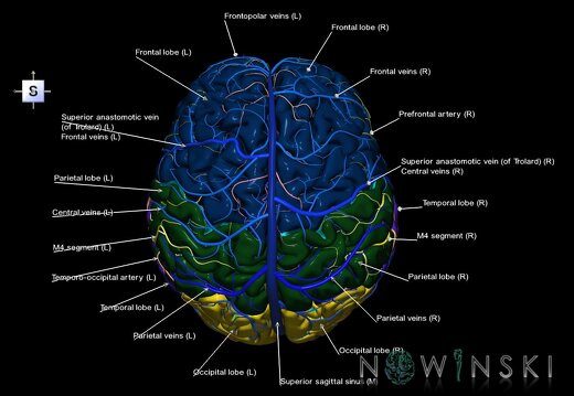 G3.T2.1-15.2-16.1.V5.C2.L1.Brain–Intracranial arteries–Intracranial venous system