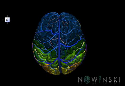 G3.T2.1-15.2-16.1.V5.C3-2-2.L0.Brain–Intracranial arteries–Intracranial venous system