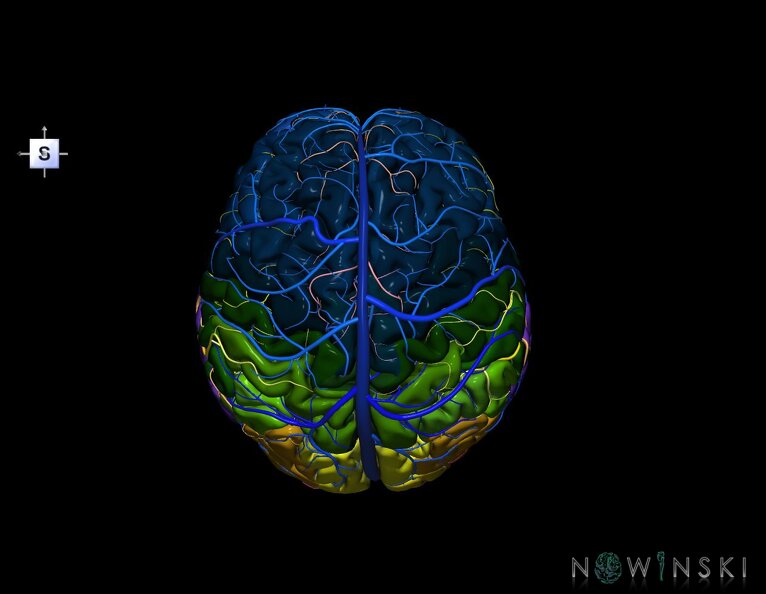 G3.T2.1-15.2-16.1.V5.C3-2-2.L0.Brain–Intracranial_arteries–Intracranial_venous_system.tiff