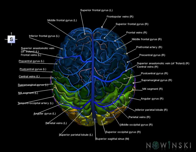 G3.T2.1-15.2-16.1.V5.C3-2-2.L1.Brain–Intracranial_arteries–Intracranial_venous_system.tiff
