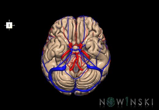 G3.T2.1-15.2-16.1.V6.C1.L0.Brain–Intracranial arteries–Intracranial venous system