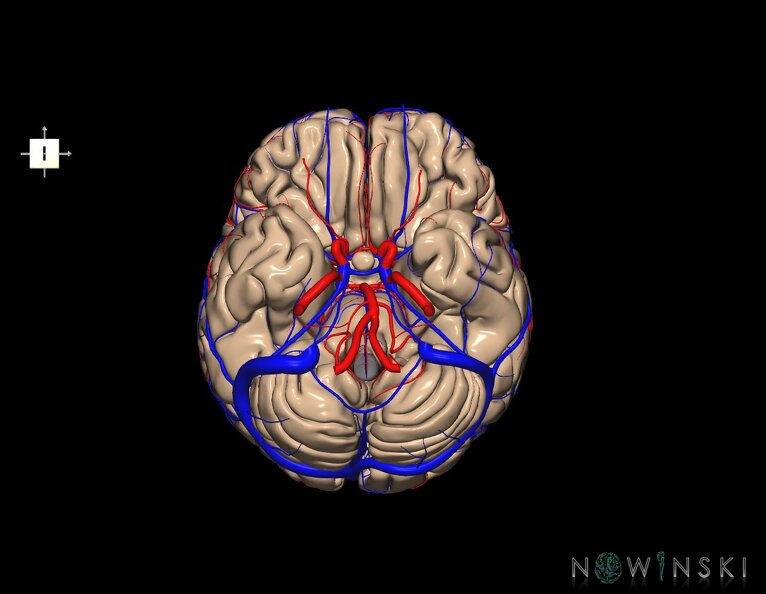 G3.T2.1-15.2-16.1.V6.C1.L0.Brain–Intracranial_arteries–Intracranial_venous_system.tiff
