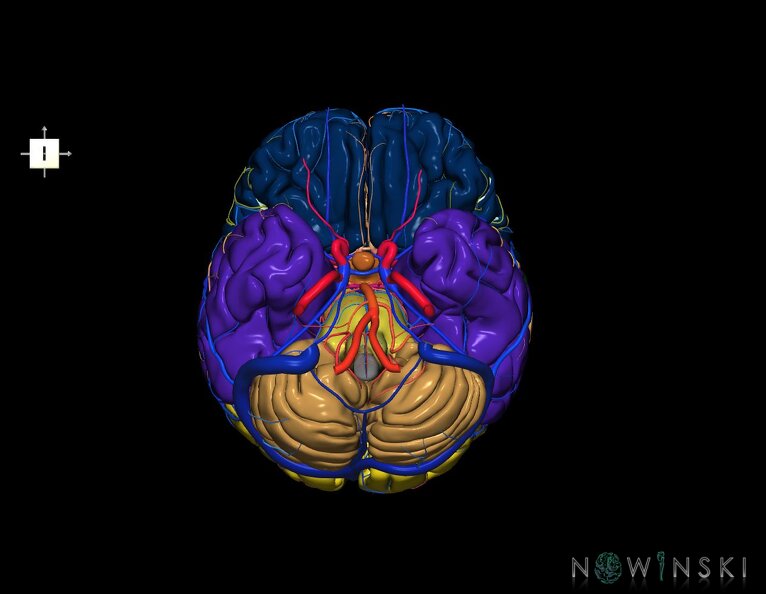 G3.T2.1-15.2-16.1.V6.C2.L0.Brain–Intracranial_arteries–Intracranial_venous_system.tiff