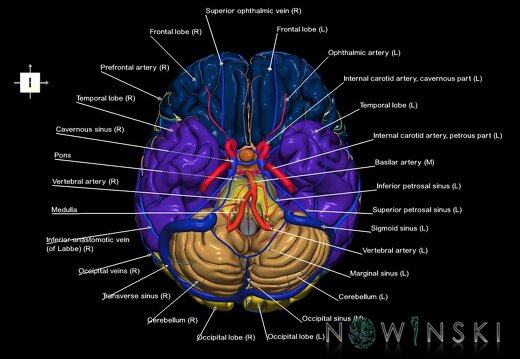 G3.T2.1-15.2-16.1.V6.C2.L1.Brain–Intracranial arteries–Intracranial venous system