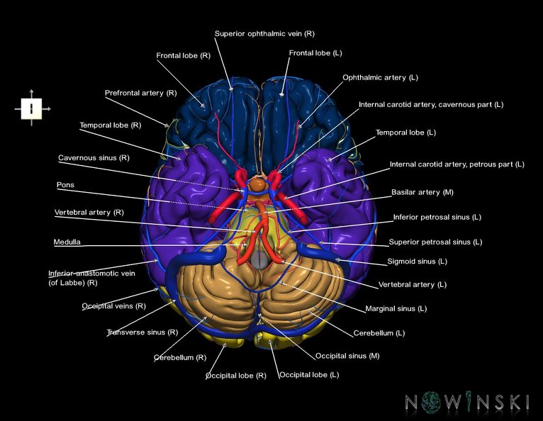 G3.T2.1-15.2-16.1.V6.C2.L1.Brain–Intracranial_arteries–Intracranial_venous_system.tiff