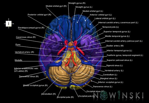 G3.T2.1-15.2-16.1.V6.C3-2-2.L1.Brain–Intracranial arteries–Intracranial venous system