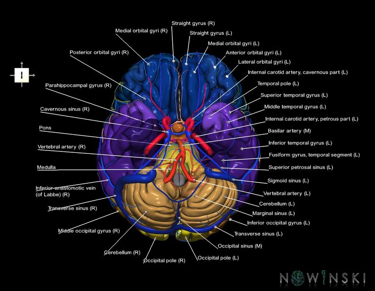 G3.T2.1-15.2-16.1.V6.C3-2-2.L1.Brain–Intracranial_arteries–Intracranial_venous_system.tiff