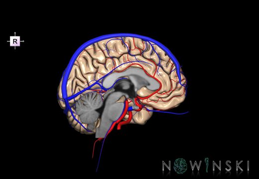 G3.T2.2-15.3-16.2.V4.C1.L0.Brain–Intracranial arteries–Intracranial venous system.Left