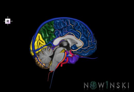 G3.T2.2-15.3-16.2.V4.C2.L0.Brain–Intracranial arteries–Intracranial venous system.Left