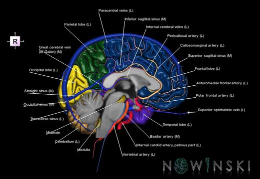 G3.T2.2-15.3-16.2.V4.C2.L1.Brain–Intracranial arteries–Intracranial venous system.Left