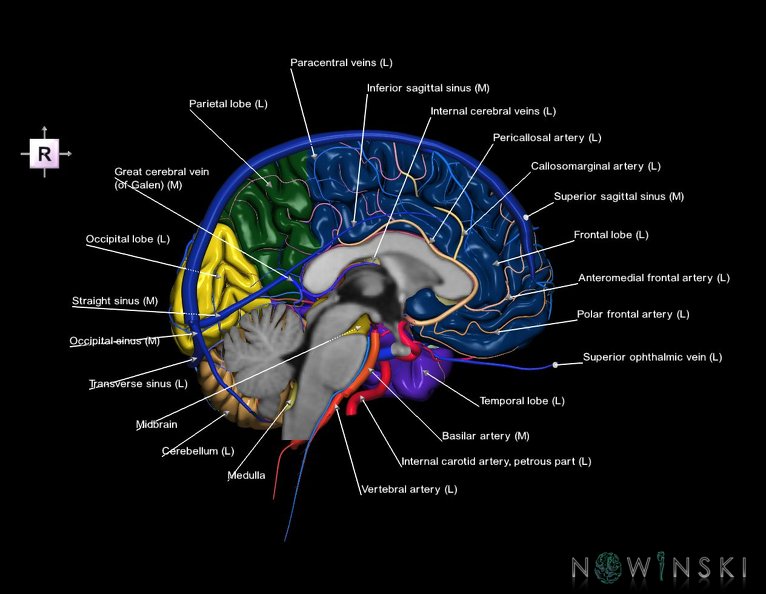 G3.T2.2-15.3-16.2.V4.C2.L1.Brain–Intracranial_arteries–Intracranial_venous_system.Left.tiff