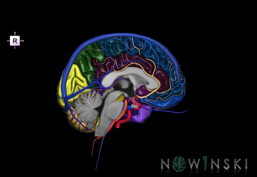 G3.T2.2-15.3-16.2.V4.C3-2-2.L0.Brain–Intracranial arteries–Intracranial venous system.Left