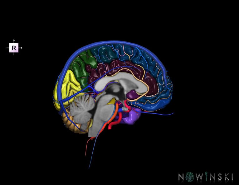 G3.T2.2-15.3-16.2.V4.C3-2-2.L0.Brain–Intracranial_arteries–Intracranial_venous_system.Left.tiff