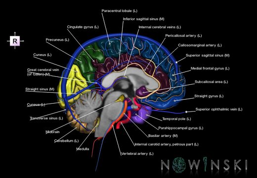 G3T2.2-15.3-16.2.Brain-IntracranialArteries-IntracranialVenousSystem.Left