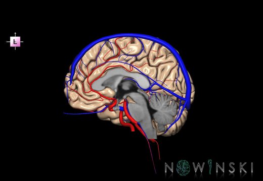 G3.T2.3-15.4-16.3.V2.C1.L0.Brain–Intracranial arteries–Intracranial venous system.Right