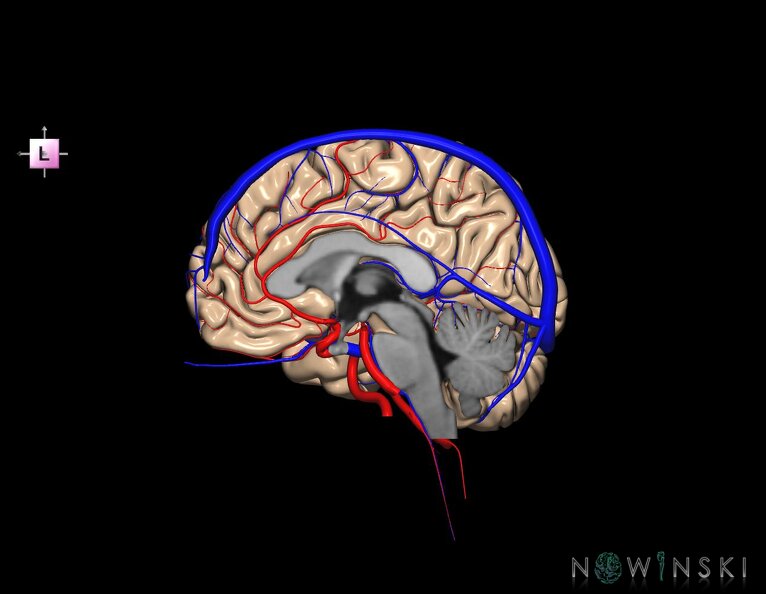 G3.T2.3-15.4-16.3.V2.C1.L0.Brain–Intracranial_arteries–Intracranial_venous_system.Right.tiff