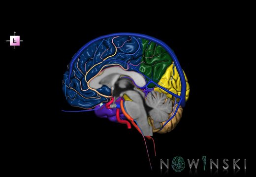 G3.T2.3-15.4-16.3.V2.C2.L0.Brain–Intracranial arteries–Intracranial venous system.Right