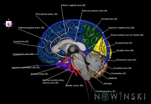 G3.T2.3-15.4-16.3.V2.C2.L1.Brain–Intracranial arteries–Intracranial venous system.Right