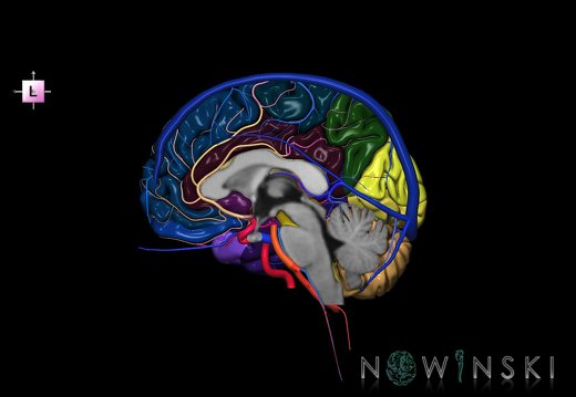 G3.T2.3-15.4-16.3.V2.C3-2-2.L0.Brain–Intracranial arteries–Intracranial venous system.Right