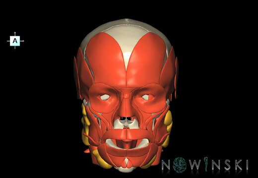 G3.T20.1-21-22.1.V1.C1.L0.Head muscles–Glands–Skull