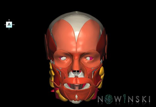 G3.T20.1-21-22.1.V1.C2.L0.Head muscles–Glands–Skull