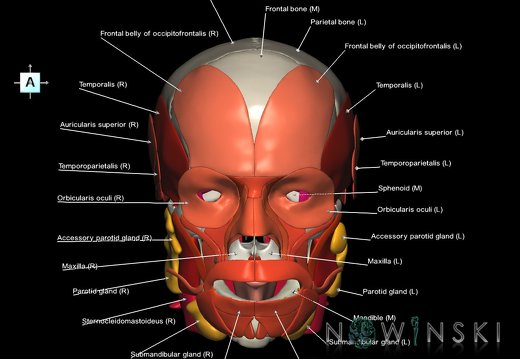G3.T20.1-21-22.1.V1.C2.L1.Head muscles–Glands–Skull
