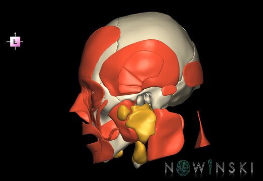 G3.T20.1-21-22.1.V2.C1.L0.Head muscles–Glands–Skull