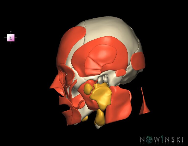 G3.T20.1-21-22.1.V2.C1.L0.Head_muscles–Glands–Skull.tiff