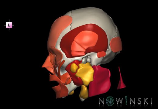 G3.T20.1-21-22.1.V2.C2.L0.Head muscles–Glands–Skull