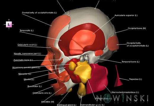 G3.T20.1-21-22.1.V2.C2.L1.Head muscles–Glands–Skull