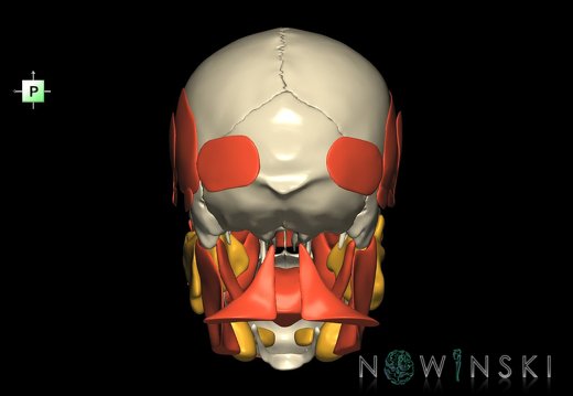 G3.T20.1-21-22.1.V3.C1.L0.Head muscles–Glands–Skull